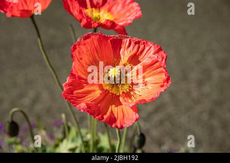 Close-up of a red poppy flower in the wild Stock Photo