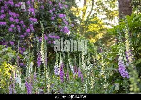 Spires of flowering Digitalis purpurea (common foxglove) both purple and white forms, against a backdrop of purple flowering Rhododendron Stock Photo