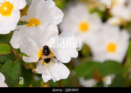 Pellucid hoverfly (Volucella pellucens) feeding on a white anemone flower, Wolds Way Lavender Farm, Wintringham, Malton, North Yorkshire, UK Stock Photo