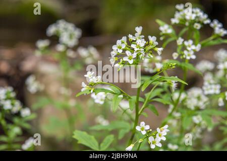 Cardamine amara, known as large bitter-cress, is a species of flowering plant in the family Brassicaceae. Stock Photo