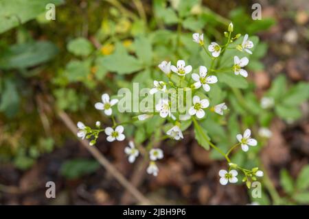 Cardamine amara, known as large bitter-cress, is a species of flowering plant in the family Brassicaceae. Stock Photo