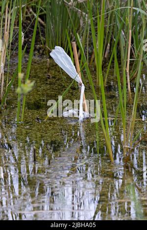 Great Crested Newt (Triturus cristatus) Somerset GB UK May 2022 Stock Photo