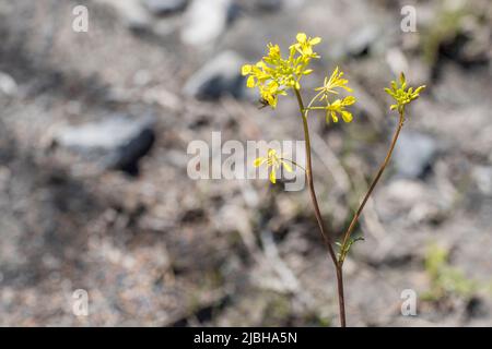 Watercress-leaved Rocket (Erucastrum nasturtiifolium) is a species of flowering plant belonging to the family Brassicaceae. Stock Photo