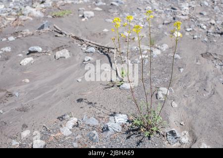 Watercress-leaved Rocket (Erucastrum nasturtiifolium) is a species of flowering plant belonging to the family Brassicaceae. Stock Photo