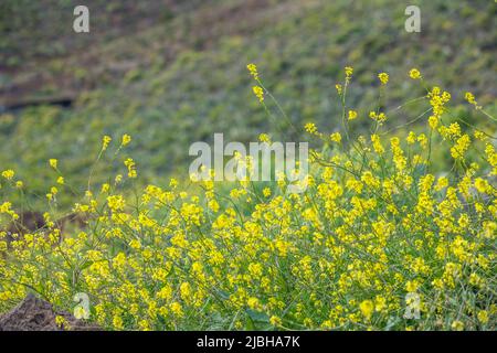 Hirschfeldia incana is a species of flowering plant in the mustard family known by many common names, shortpod mustard, buchanweed, hoary mustard. Stock Photo