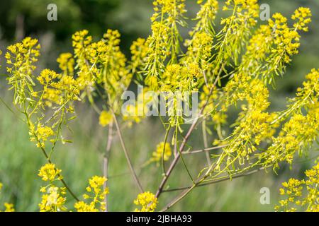 Isatis tinctoria, also called woad, dyer's woad, or glastum, is a flowering plant in the family Brassicaceae. Stock Photo