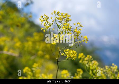 Isatis tinctoria, also called woad, dyer's woad, or glastum, is a flowering plant in the family Brassicaceae. Stock Photo