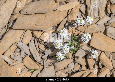 Chamois Cress (Hornungia alpina also Hutchinsia alpina or Pritzelago alpina) is a flowering plant in the family Brassicaceae. Stock Photo