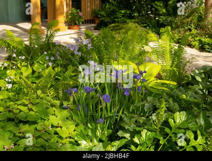 Iris sibirica ‘Silver Edge’, Geranium - Crane’d Bill,  Dryopteris atrata, Hosta and  in the RNLI Garden designed by Chris Beardshaw Stock Photo