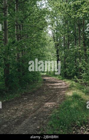 empty road through the forest during spring season Stock Photo