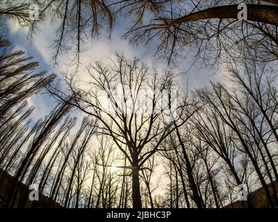 The sun's rays pass through the branches of the trees in the forest. Stock Photo