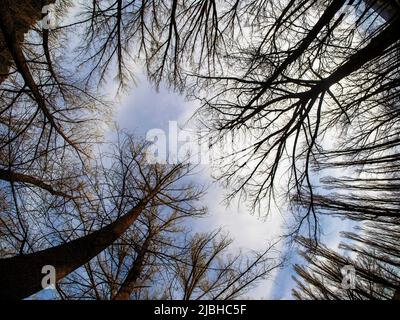 The sun's rays pass through the branches of the trees in the forest. Stock Photo