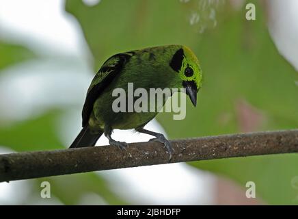 Emerald Tanager (Tangara florida) adult perched on branch, looking down Costa Rica                       March Stock Photo