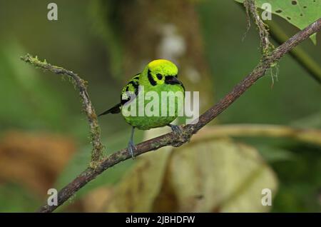Emerald Tanager (Tangara florida) adult perched on branch Costa Rica                       March Stock Photo