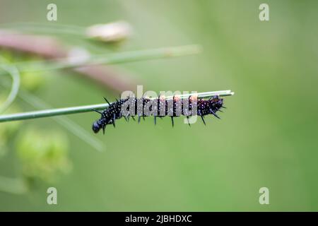 Big black caterpillar with white dots, black tentacles and orange feet is the beautiful large larva of the peacock butterfly eating leafs and grass Stock Photo