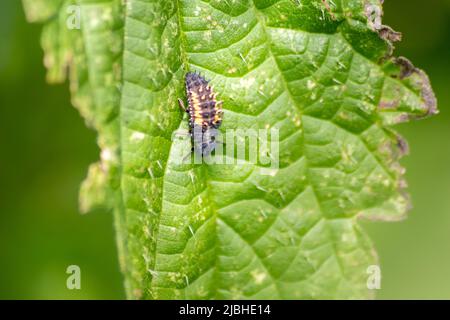 New born ladybug eclosing on a green leaf as switch from larva to ladybug beetle with black dots on its red wings show the new born lucky talisman Stock Photo