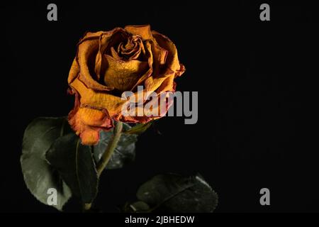 Withered yellow rose. Floral dark background with copy space. Stock Photo
