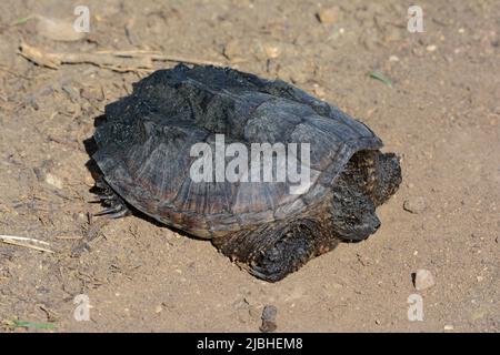 Snapping Turtle (Chelydra serpentina) from Jefferson County, Colorado, USA. Stock Photo