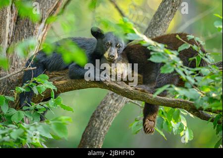 Two young black bear cubs resting in a tree in the forest. One cub has her head resting on the other ones in a cute and tinder moment. Stock Photo