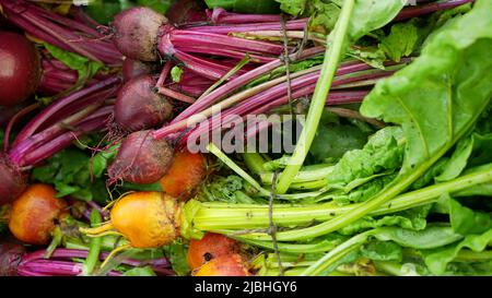 Bio Beetroot red golden Beta vulgaris beet burpees harvest bunch farmer farming greenhouse folio and agricultural farm garden harvesting leaf red Stock Photo
