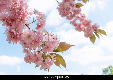 Pink Cherry blossom in the spring warm day. Beautiful nature scene with blooming tree and sun flare. Spring flowers. Beautiful Orchard. Springtime Stock Photo