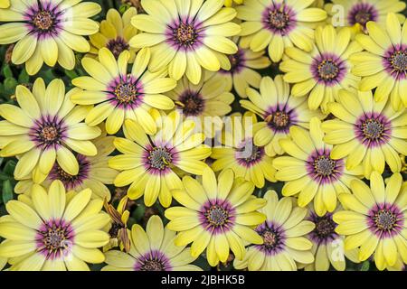 The flowers of Blue Eyed Beauty Osteospermum filling the image with colour. Stock Photo