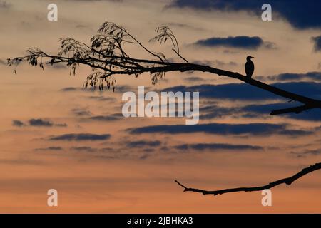 Silhouette of solitary Danube pygmy cormorant bird perched on a branch at dusk, Dunajské luhy protected landscape area, Gabčíkovo, Slovakia Stock Photo