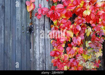 Beautiful plant with red autumn leaves on wooden old board fence. There is free space for text in the image. Stock Photo