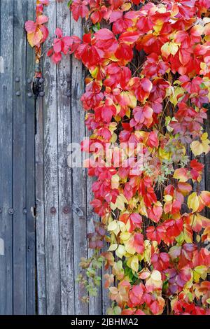 Parthenocissus quinquefolia, known as Virginia creeper, Victoria creeper, five-leaved ivy. Red foliage background on wooden wall. Natural background. Stock Photo