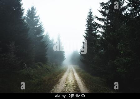 Road inside of deep mountain forest, foggy day, Jizerske hory, Czech republic Stock Photo