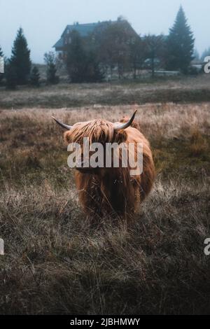 Beautiful horned Highland Cattle enjoying the evening on a Frozen ...