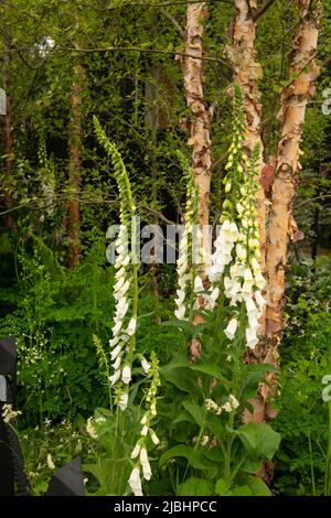 Digitalis purpurea ‘Alba’ and Betula nigra in A Garden Sanctuary by Hamptons Stock Photo