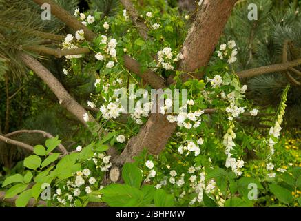 Rosa filipes ‘Kiftsgate’, a white rambling rose growing on a tree in the Medite Smartply Garden designed by Sarah Eberle Stock Photo