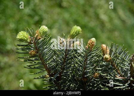 Young shoots of Abies concolor Stock Photo