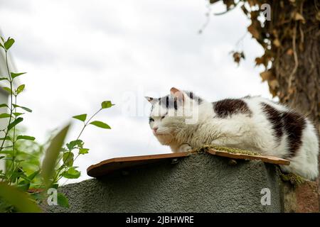An outdoor sleepy fluffy cat in black and white sits on a fence in the countryside Stock Photo