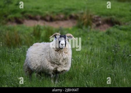 Scottish Blackface sheep and lambs Stock Photo