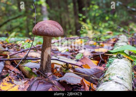 Leccinum scabrum, commonly known as the rough-stemmed bolete, scaber stalk, and birch bolete in the autumn forest Stock Photo
