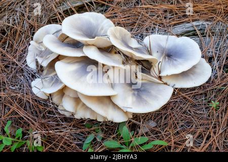 Passchendaele State Forest - Ghost Fungi Stock Photo