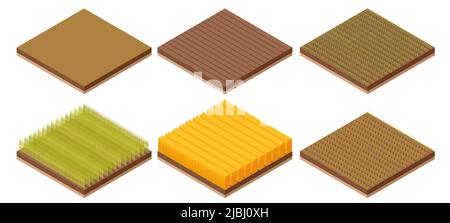 Isometric winter wheat crop growth stages tillering. Growing agricultural processes. Stock Vector