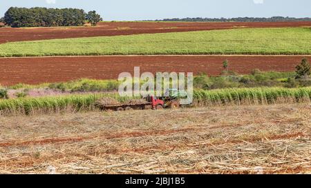 Harvesting from one of the huge sugar cane fields in Paraguay with outdated harvesters. Stock Photo