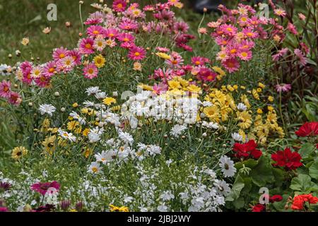 Daisies of different colors. Pink, yellow and white daisies bloom on the lawn on a sunny day. Stock Photo