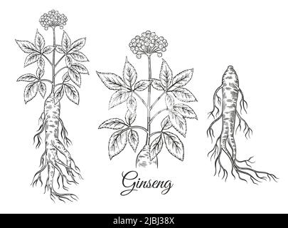 Wild red panax ginseng root Chinese medical plant, floral herb stem with berries, leaves. Botanical sketch. Health care. Organic food. Outline vector Stock Vector