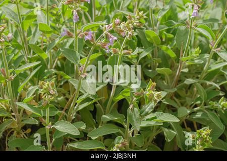Wild sage salvia officinalis,medicinal and culinary herb. Aromatic officinalis evergreen herbs Stock Photo