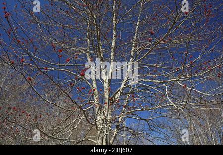 Early red flowers adorn a maple tree in early spring. Stock Photo
