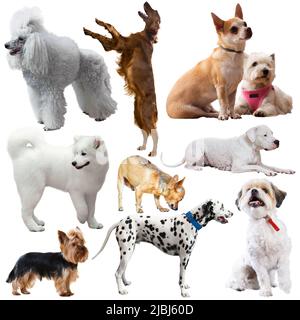 Large group of dogs isolated on a white background Stock Photo