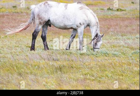 Horse in the field. A beautiful horse grazes in the field. Stock Photo