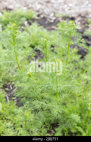 Matricaria chamomilla - German chamomile. Stock Photo