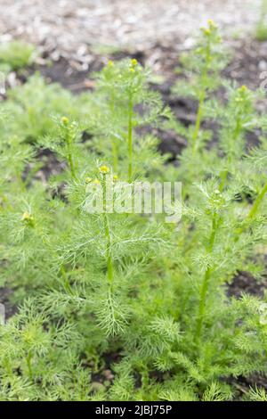 Matricaria chamomilla - German chamomile. Stock Photo