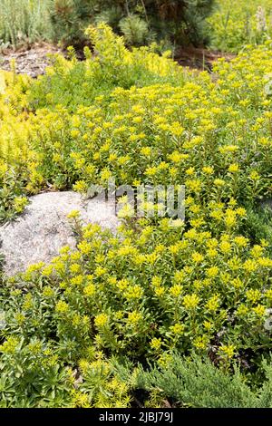 Sedum Kamtschaticum - kamchatka stonecrop flowers. Stock Photo