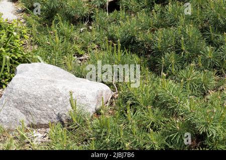 Pinus sylvestris 'hillside creeper' Scots pine. Stock Photo